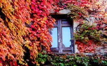 Ravello, Particular Window with Leaves